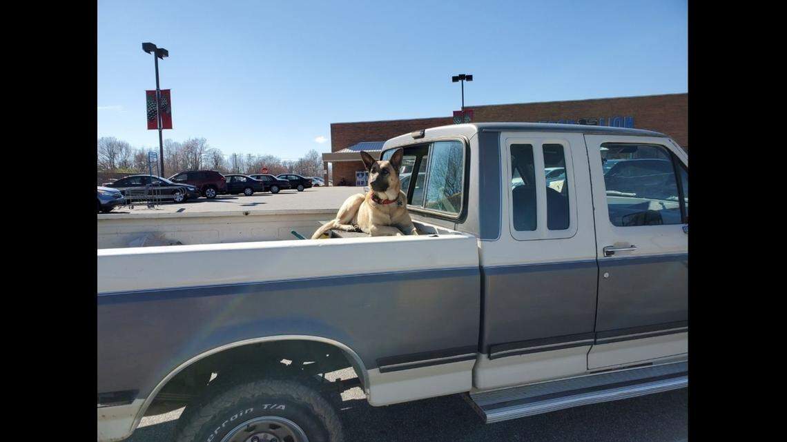 A man scrubbing his pickup at a North Carolina car wash watched in shock as it suddenly drove off  — with his dog Suzie inside, according to the Thomasville Police Department.