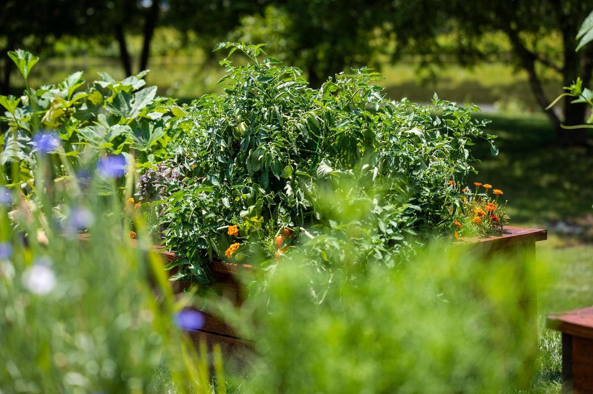 In addition to structural additions at Birkdale Village in Huntersville is a community garden of flowers and vegetables.