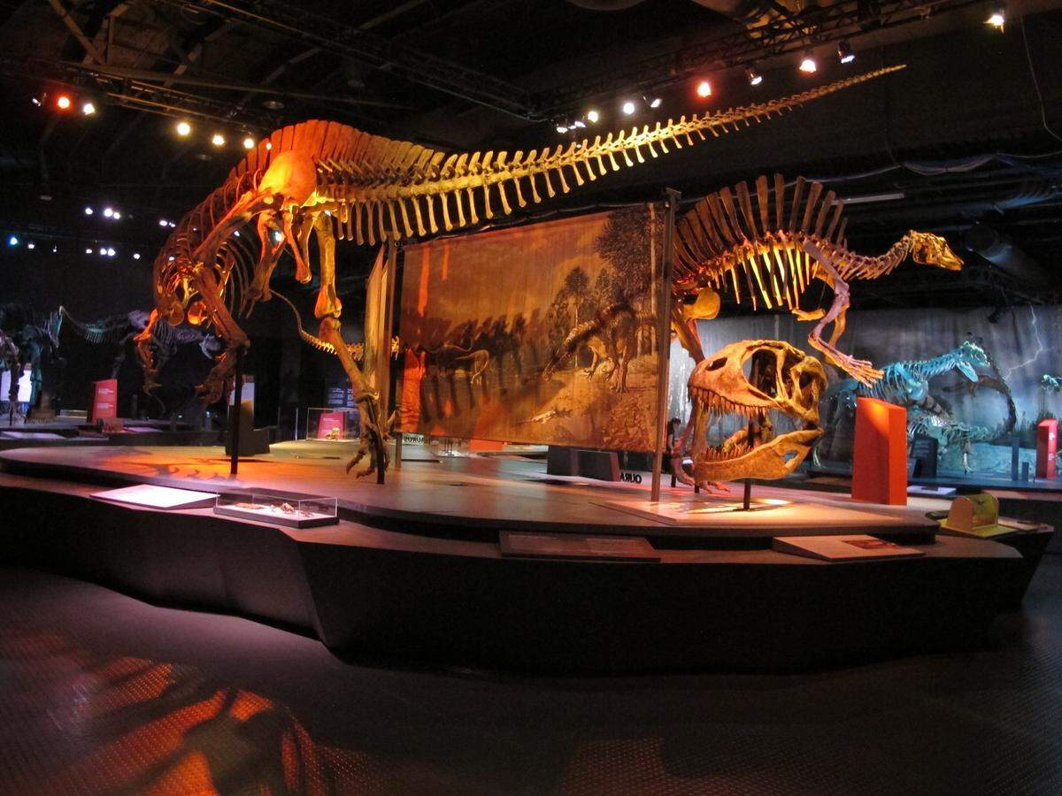 As little as 40 years ago, many of the dinosaurs on display at Discovery Place Science were unknown to scientists.