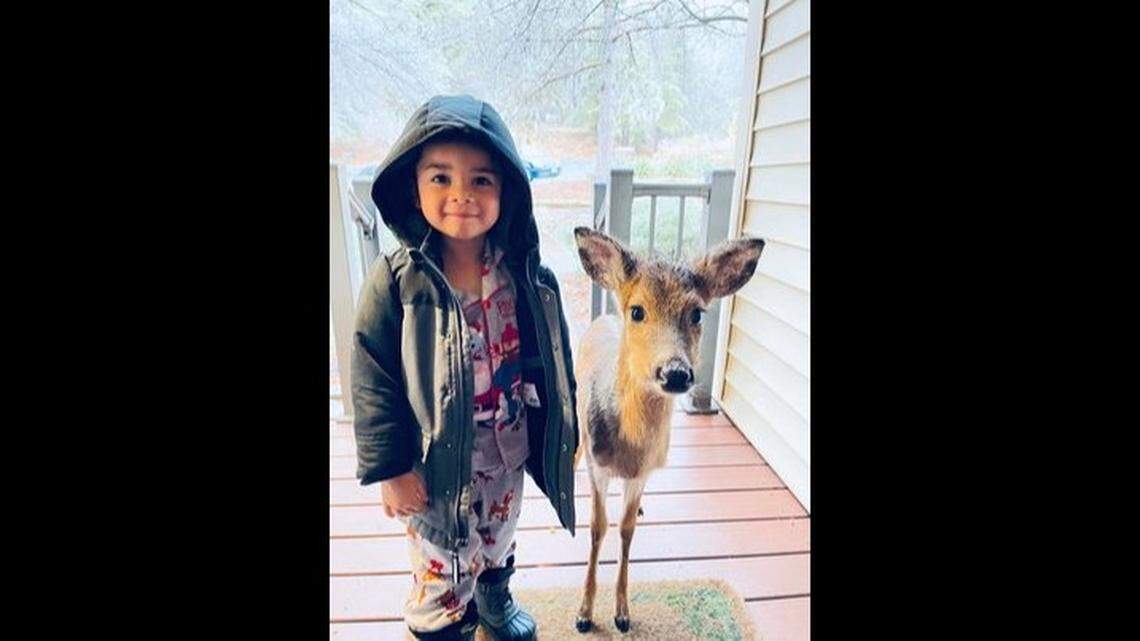 A stunned Stephanie Brown managed to get a photo of the shocking moment without scaring the baby deer or her 4-year-old son, and the image has been shared 17,000 times since she posted it.