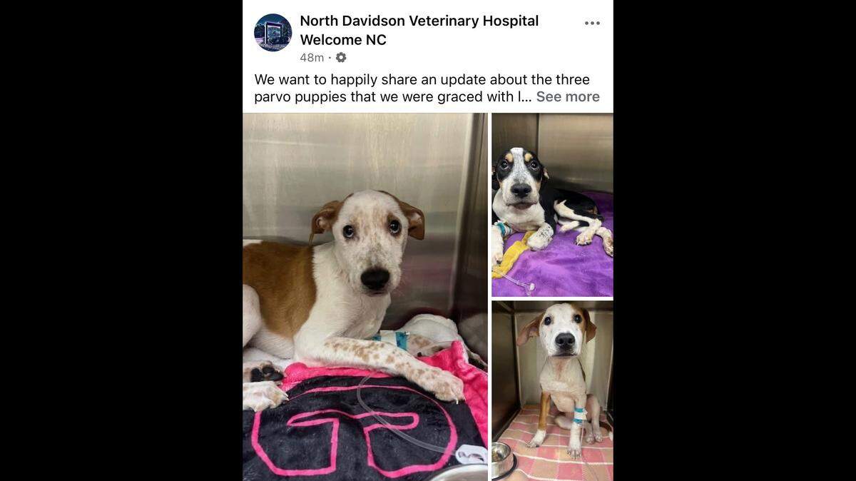 Three puppies with parvo were left abandoned at a North Carolina veterinary hospital.