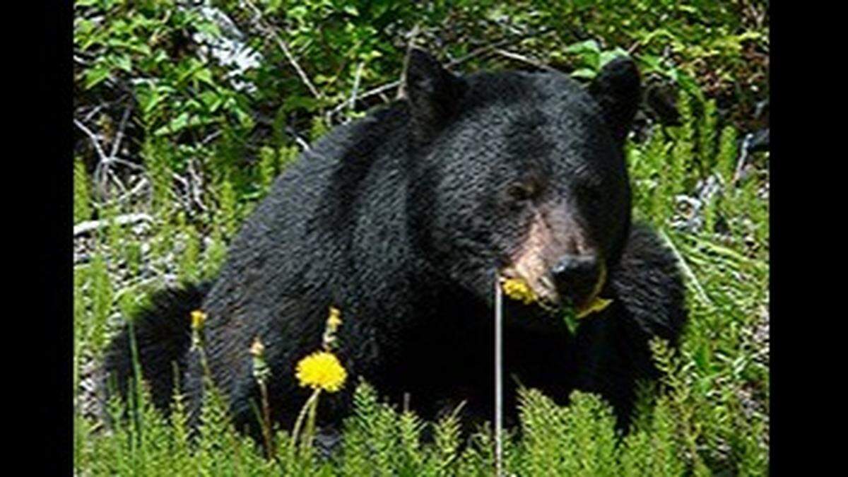 Black bears can grow to 600 pounds and are one of the largest predators in Mississippi