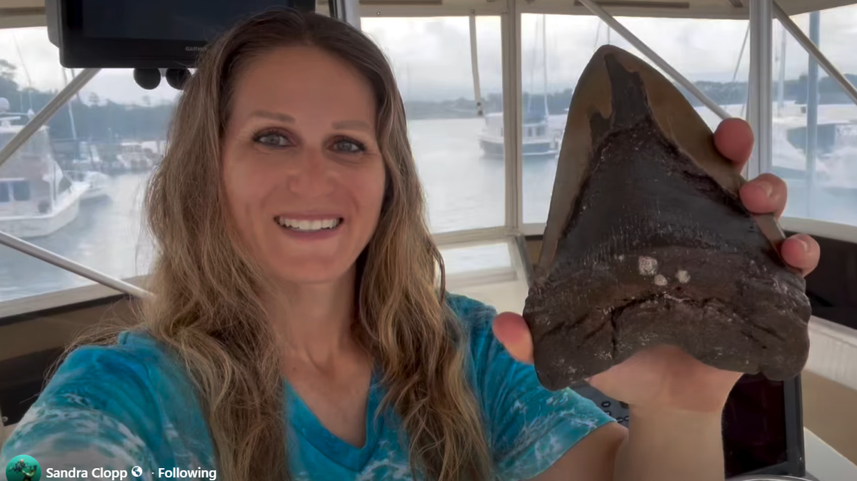 Sandra Clopp, known as the Megalodon Tooth Huntress on social media, reports she found an ancient shark tooth near 7 inches off the North Carolina coast. 