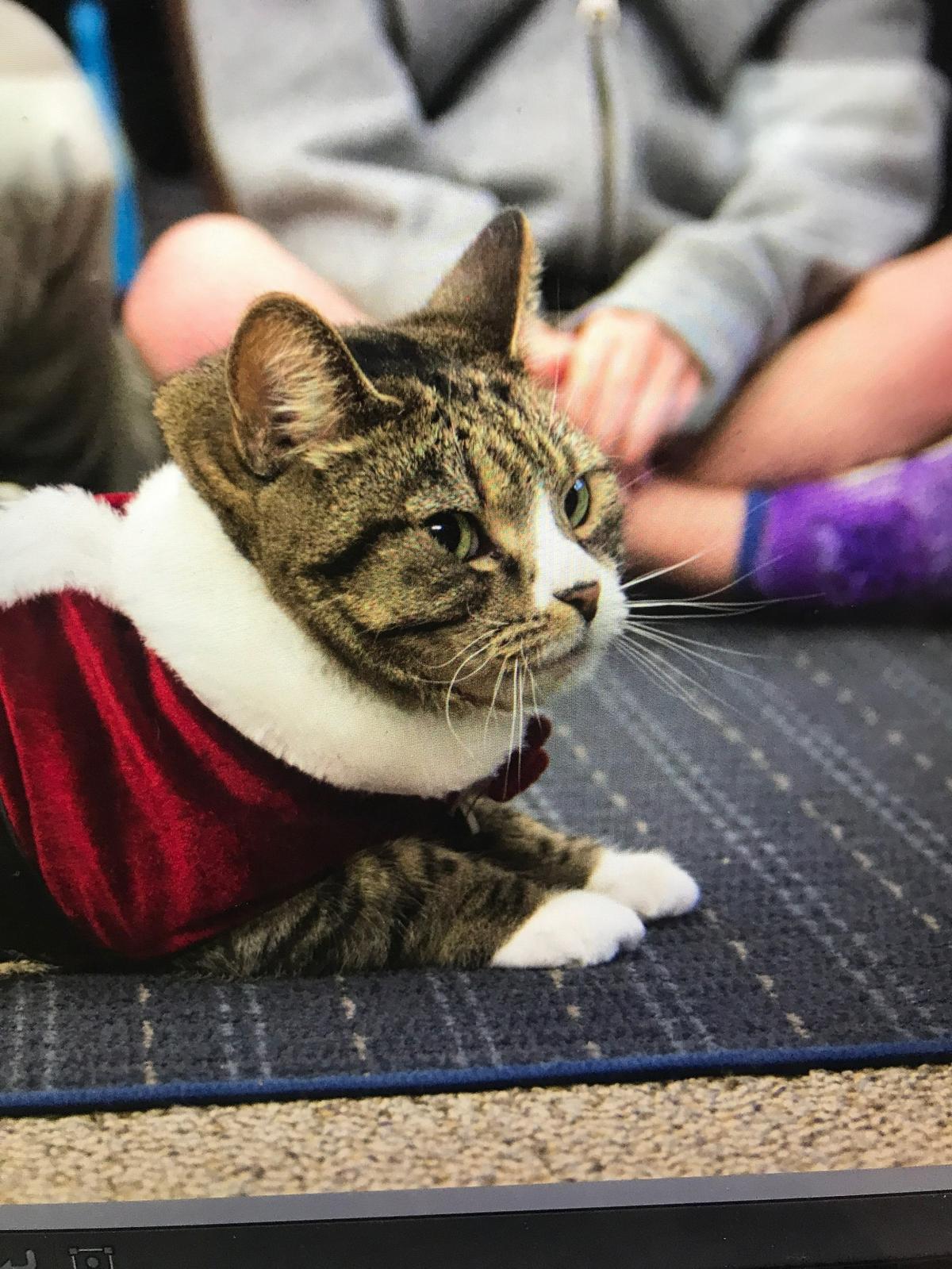 Weez, 17, was crowned the cutest cat in the Queen City.