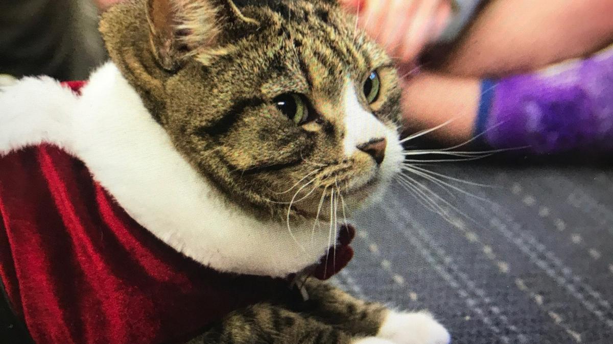 Weez, 17, was crowned the cutest cat in the Queen City.