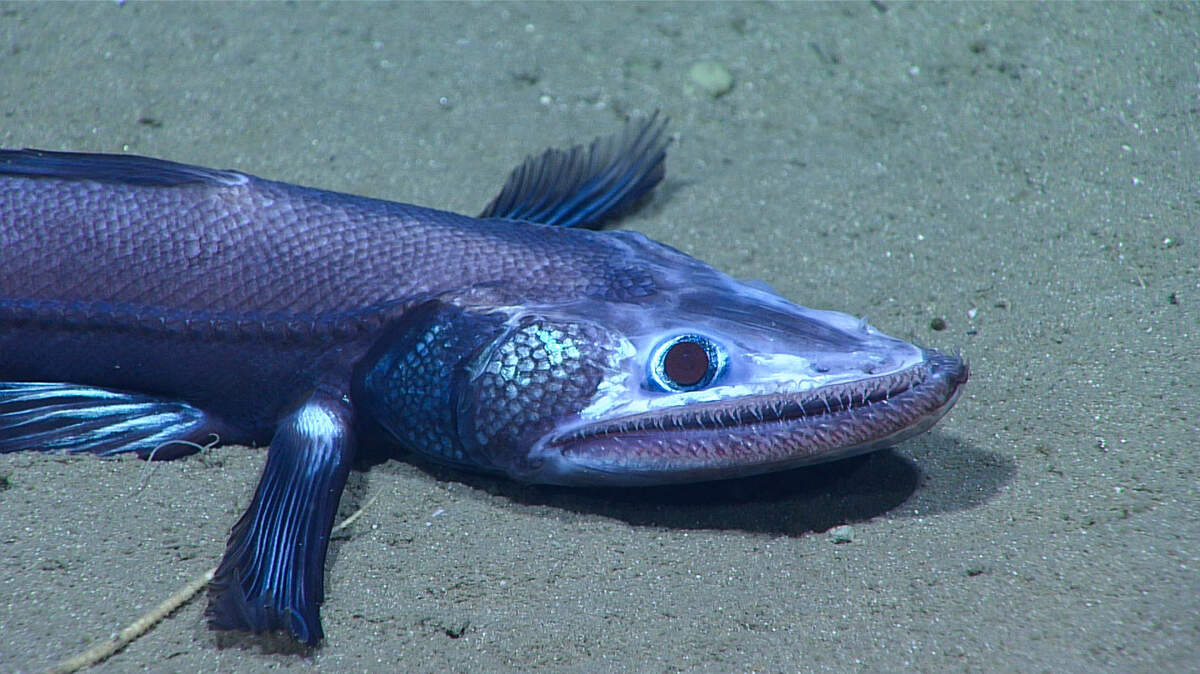 lizardfish.jpg