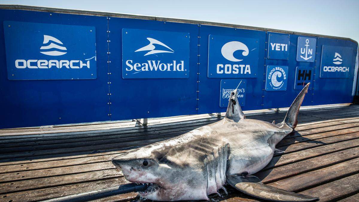 A social media post shared a screenshot of a shark tracker, showing many sharks along the East Coast and the activity isn’t unusual according to experts.