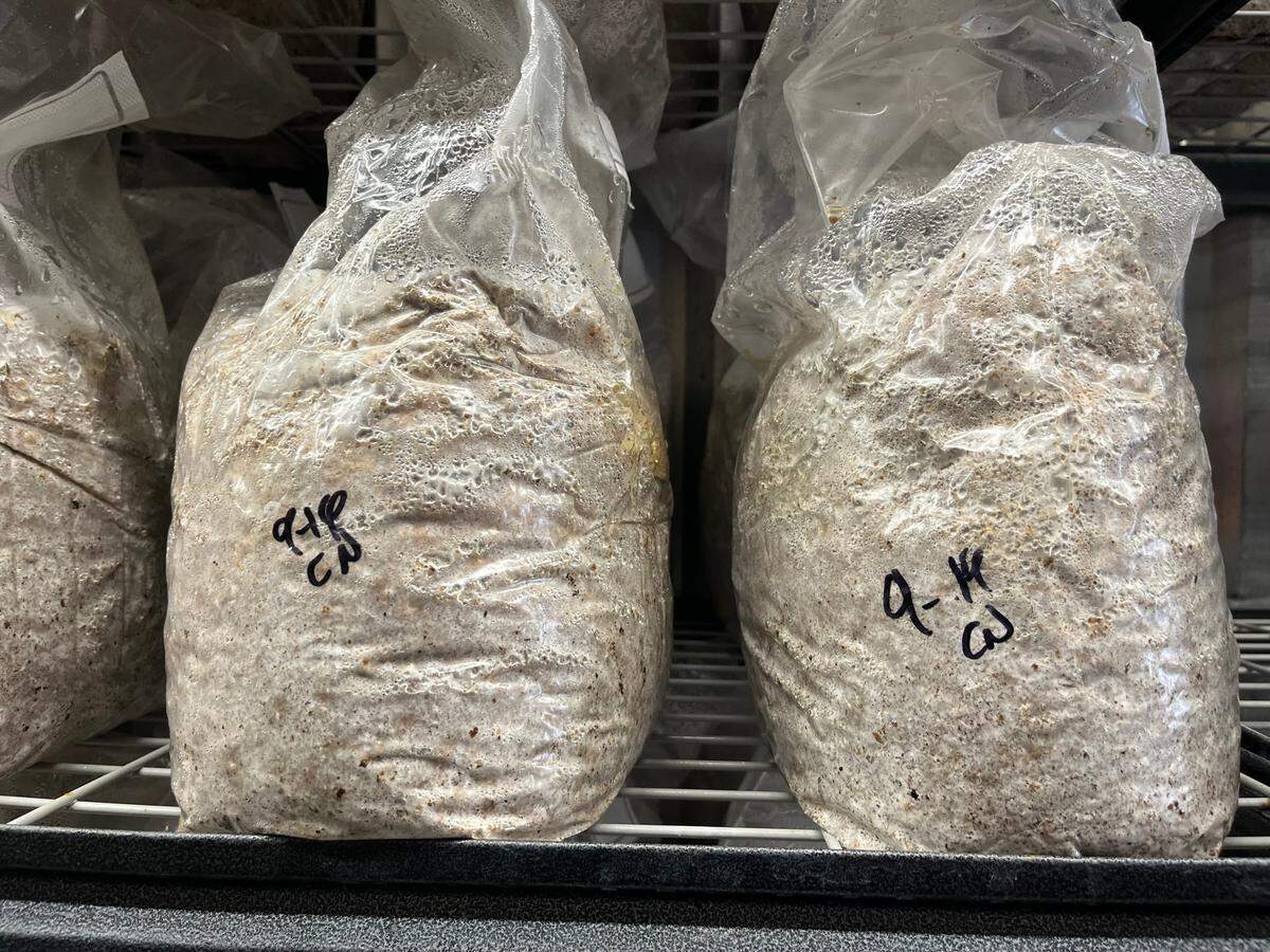 This is what a fully colonized block might look like when it’s ready to head to the grow room to start fruiting.