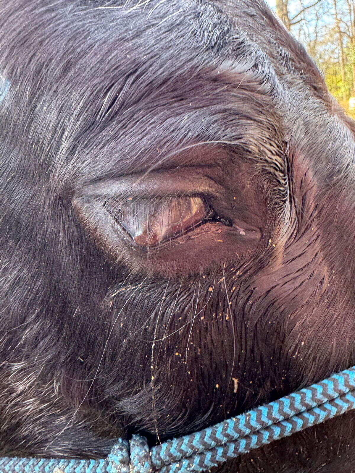 Tracy Bogan’s horse Kodak suffered an eye injury at Reform Stables in Charlotte last December.