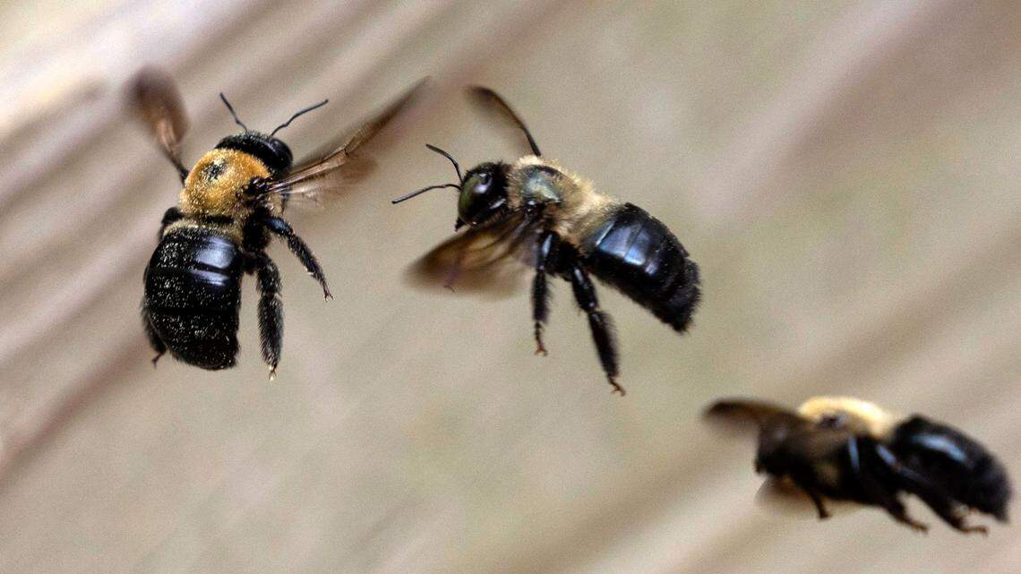 To reduce the chance of carpenter bee activity, experts suggest painting wood or calling pest control.