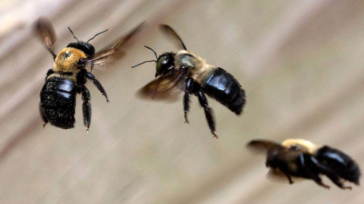 Carpenter bees battle midair on Monday, March 31, 2025, in Raleigh.