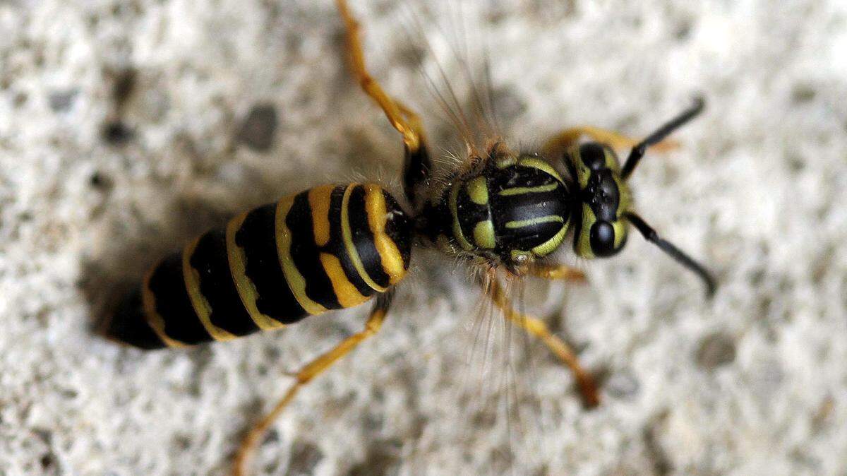 Insect stings claim about 100 lives a year in the country, and yellow jackets are among the most common stings, experts say.