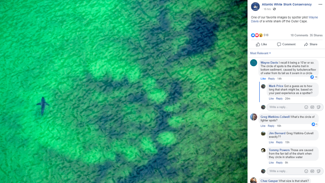 What is the strange circular object below this shark off Cape Cod? Questions are being raised after the photo was posted on Facebook