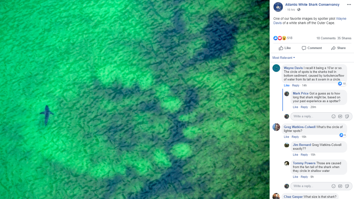 What is the strange circular object below this shark off Cape Cod? Questions are being raised after the photo was posted on Facebook