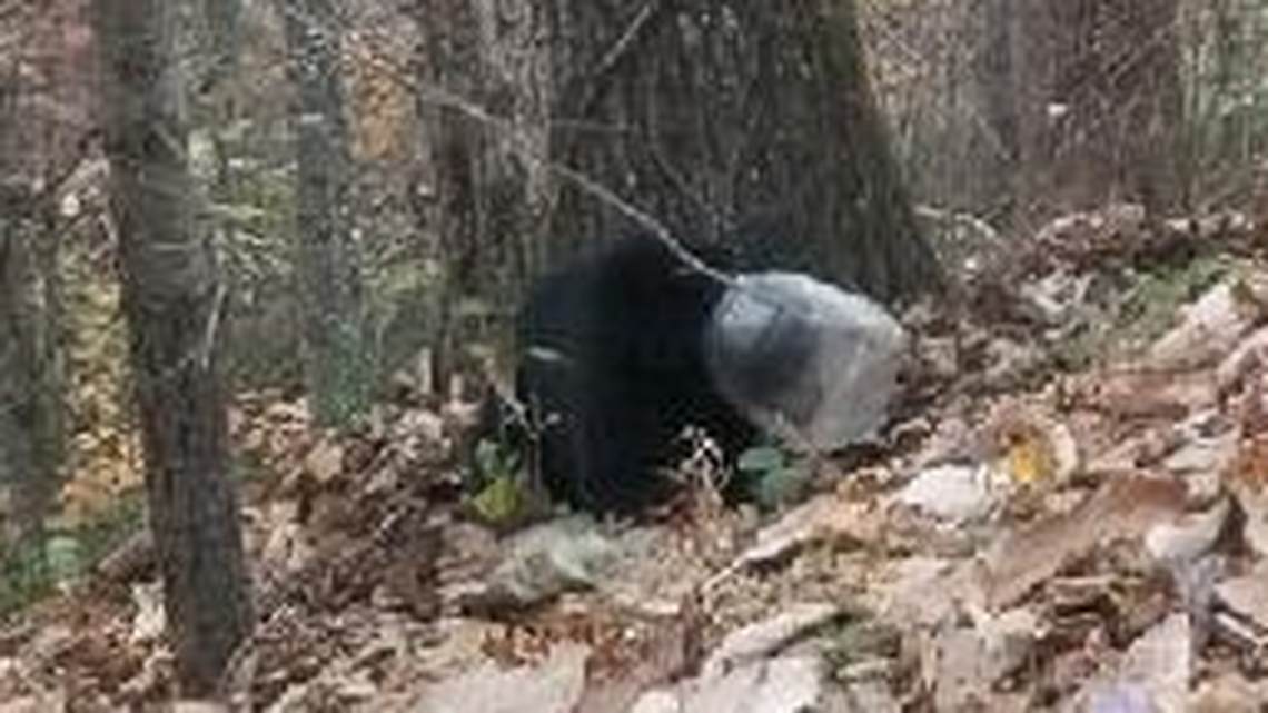 A bear cub wandering for days with a large jug stuck on its head has been rescued by North Carolina wildlife officials. It was captured in the Asheville area.