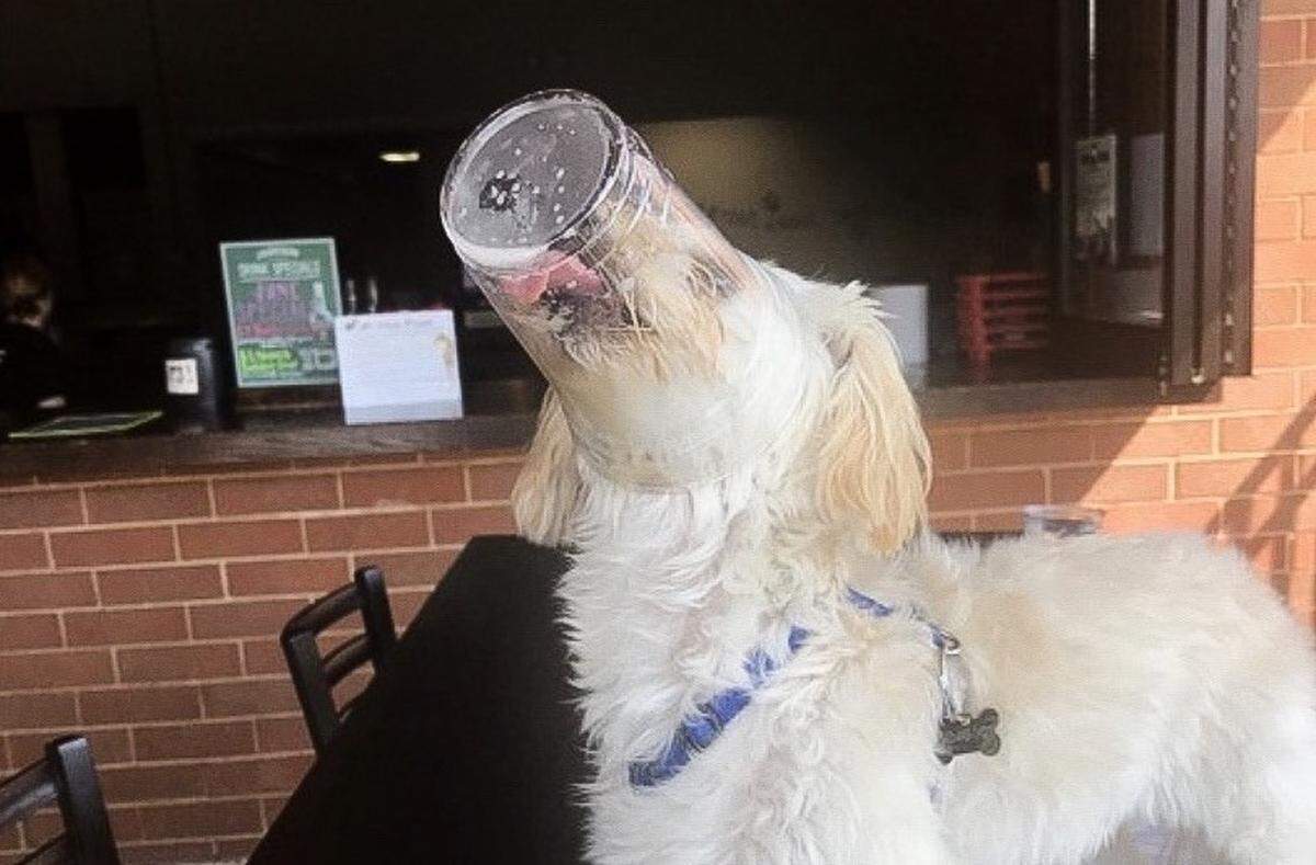 Ali Dubois’ dog Oliver loves to hang out at Lucky Dog Bark & Brew.