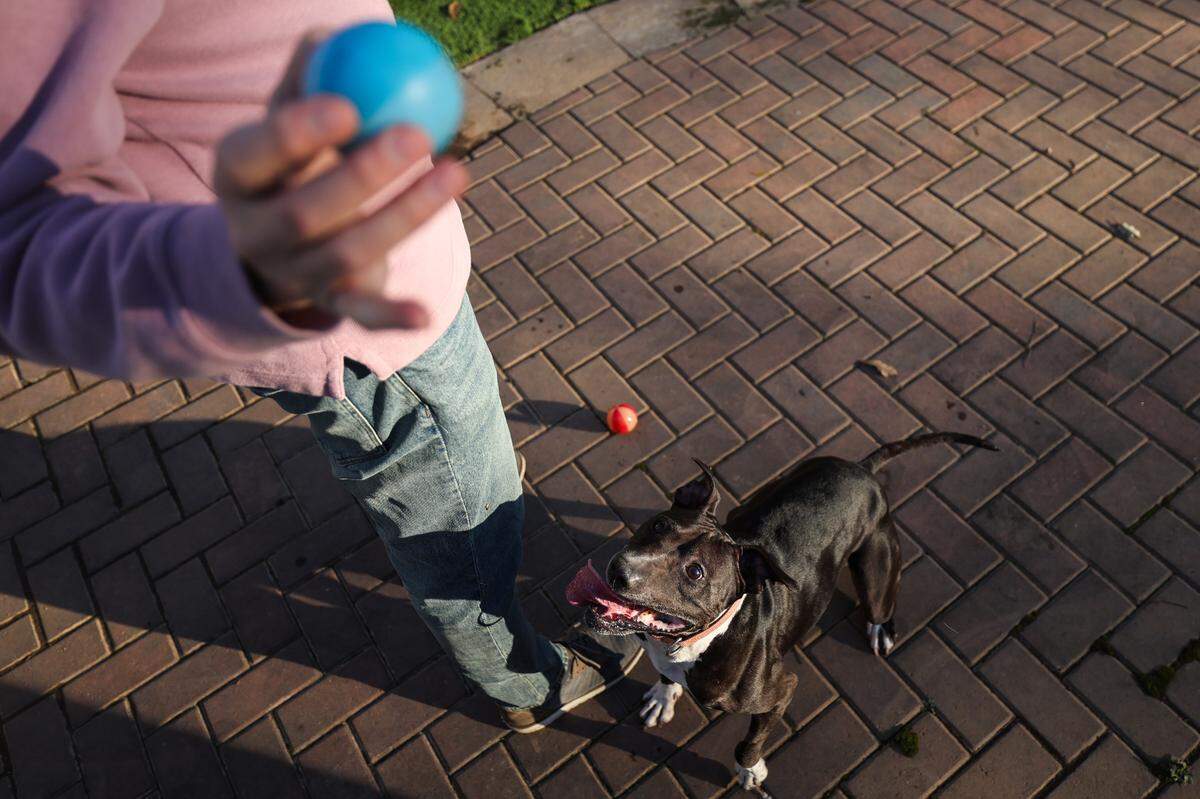 “The attachment was so visible,” Cindy Himmel says of her daughter’s bond with her new dog. “Whatever I was worried about with pit bulls went out the window when I met Artemis.”