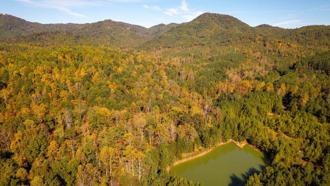 ‘Old growth forest’ dating back centuries found on land bought by NC conservancy