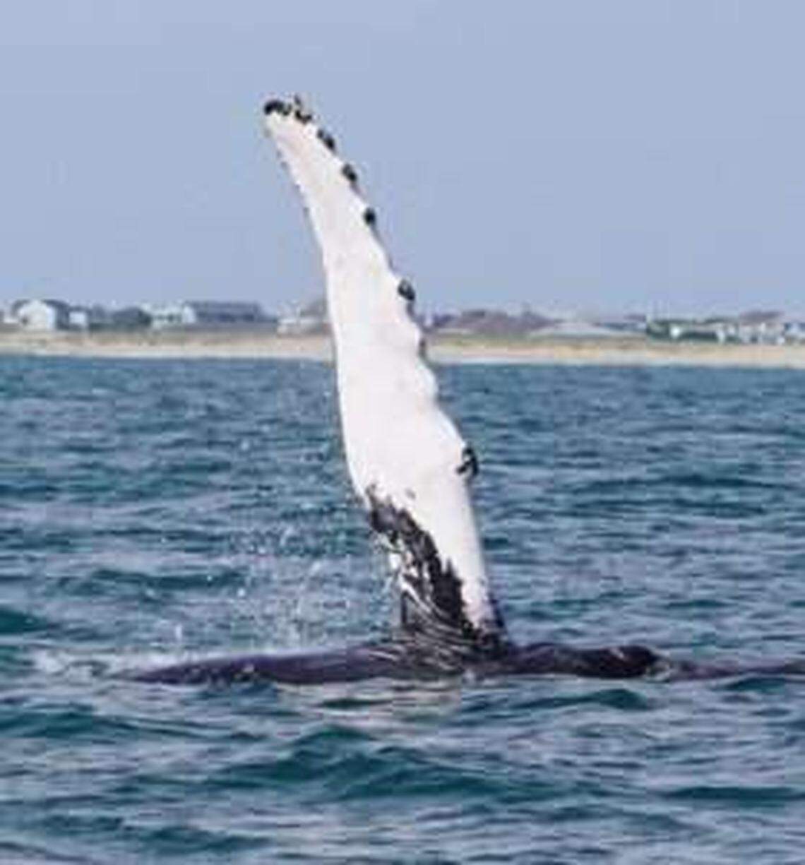 The whale still was in the area off the North Carolina coast a week later, according to a news release.