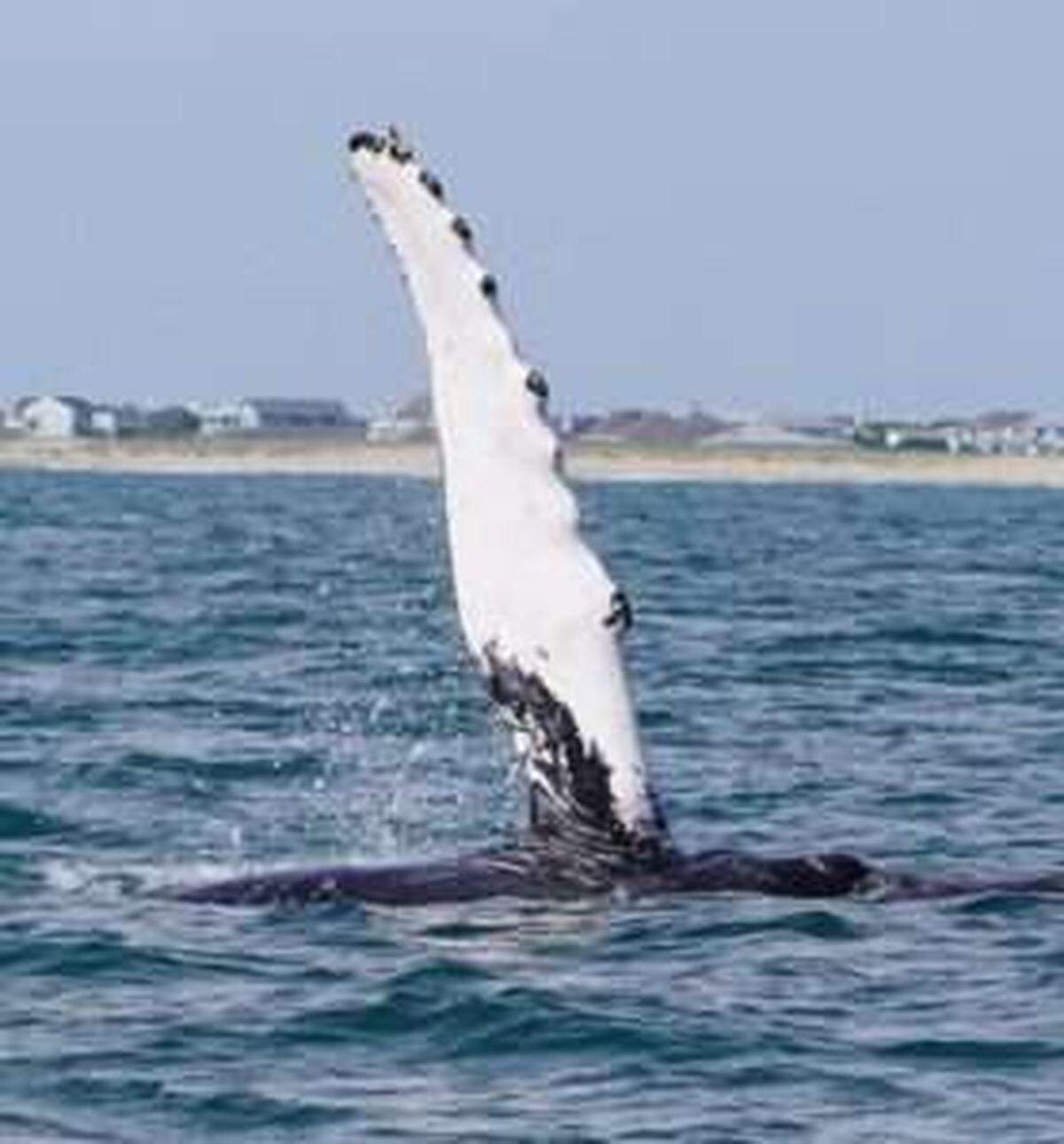 The whale still was in the area off the North Carolina coast a week later, according to a news release.