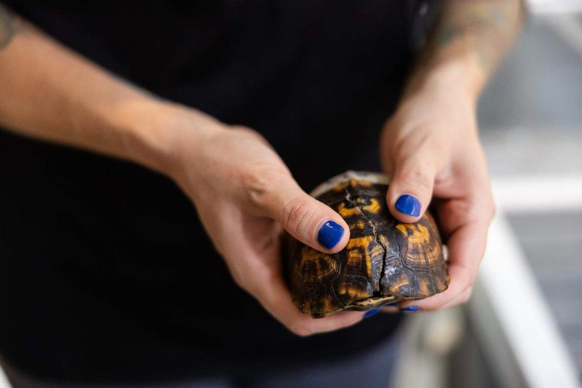 Founder and executive director, Morgan Rafael, holds an injured turtle at The Carolina Wildlife Conservation Center in Iron Station, N.C., on Tuesday, August 12, 2025.