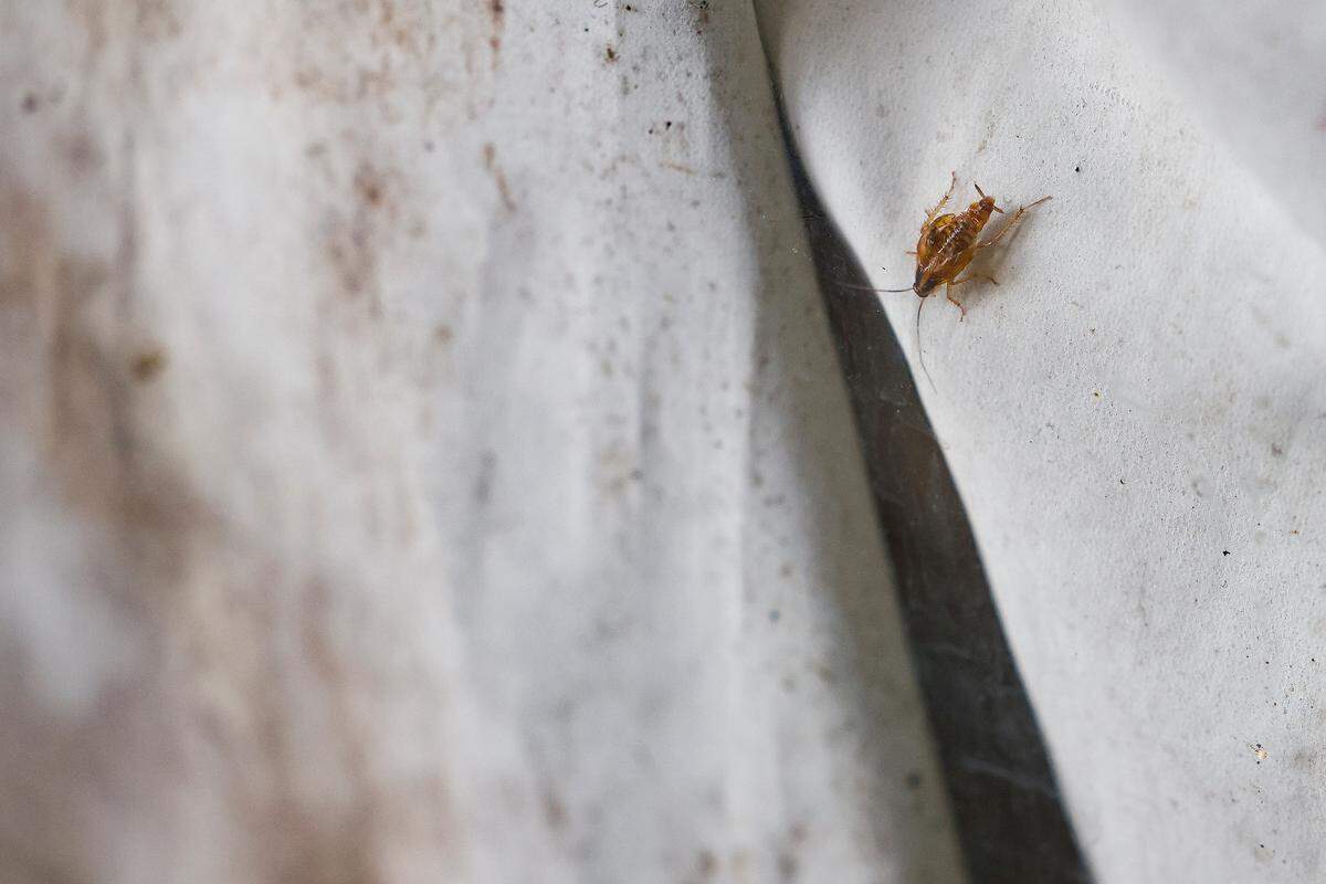 A cockroach crawls along curtains in a room at the Southern Comfort Inn in Charlotte, N.C., Thursday, June 2, 2022.