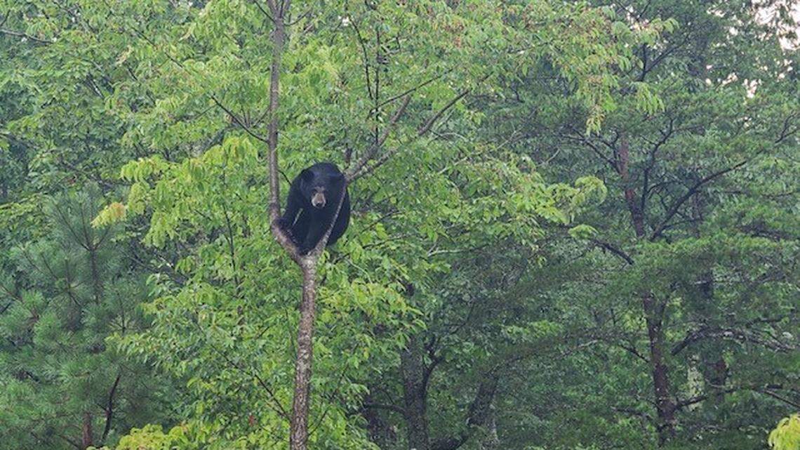 This bear is being kidded on social media for choosing a very small tree to climb in Black Mountain, North Carolina.