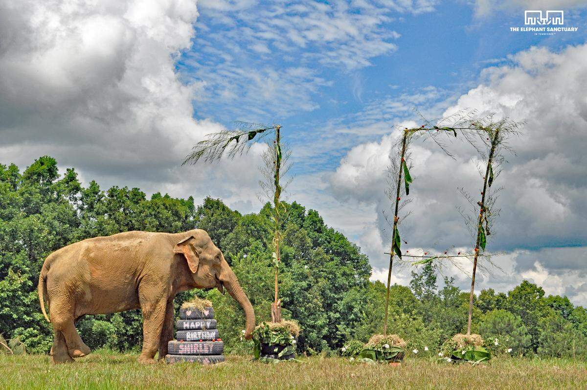 Shirley has outlived the average Asian elephant by 28 years, and she's now the third-oldest elephant in North America, according to The Elephant Sanctuary in Tennessee.