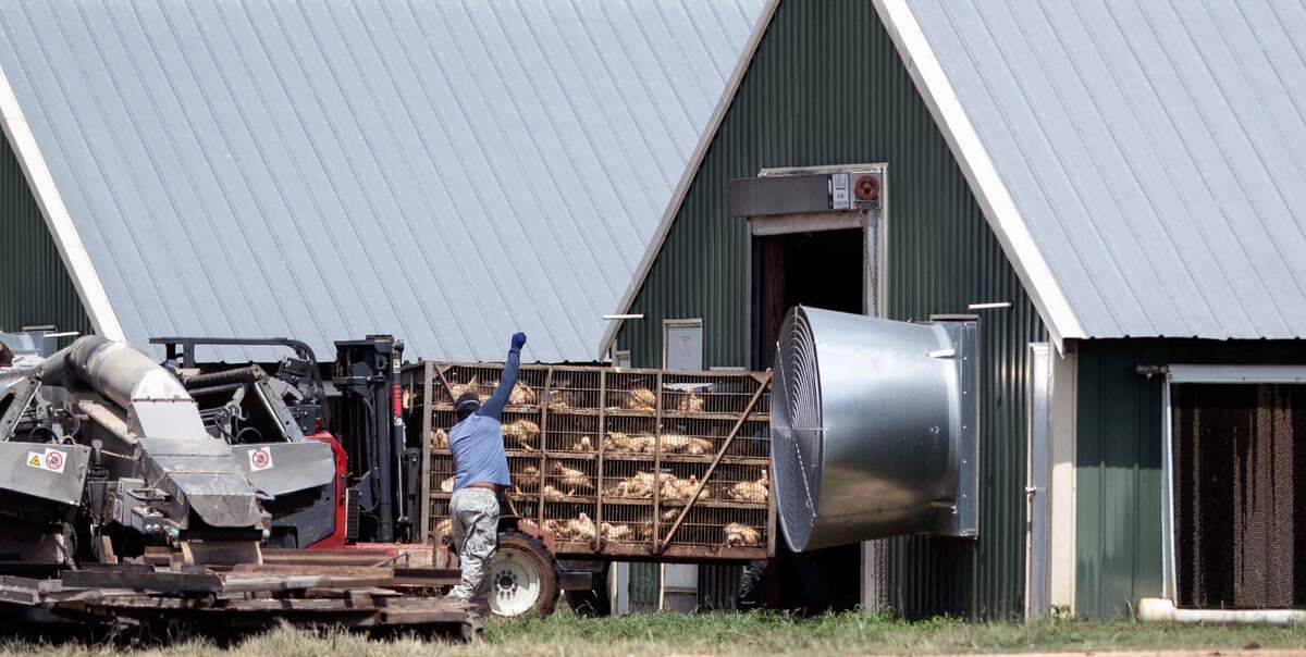 Chickens are quickly moved from a barn into crates at a farm near Lumber Bridge, N.C. The chickens were then moved to a Mountaire processing plant nearby.
