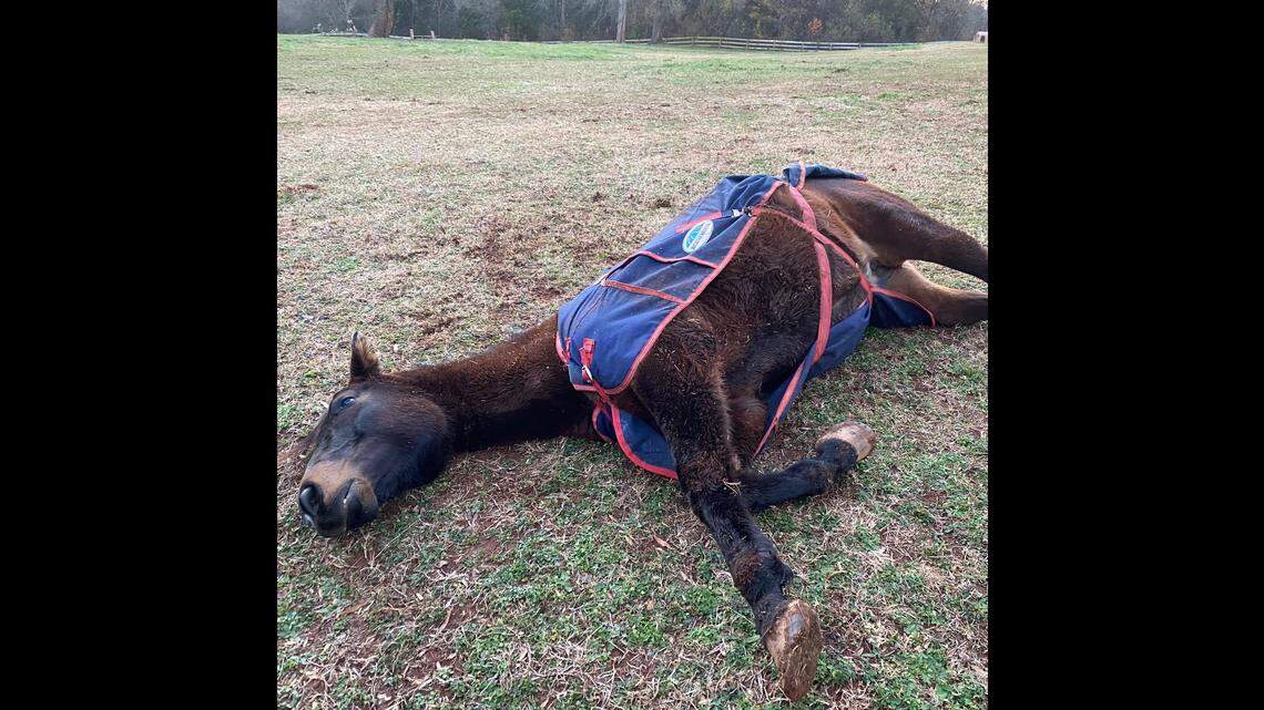 Is this horse dead? No, it’s throwing a tantrum because it doesn’t want to wear a coat, says its owner.