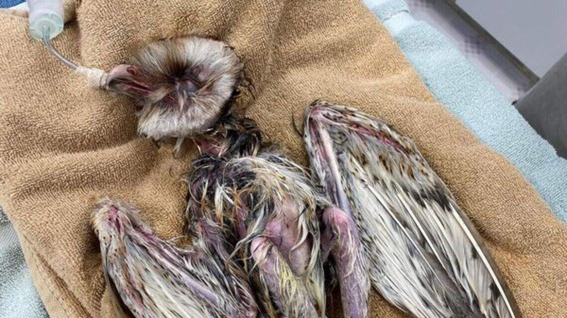 Day at NC bird spa: Workers appear to bring rescued owl back from the dead