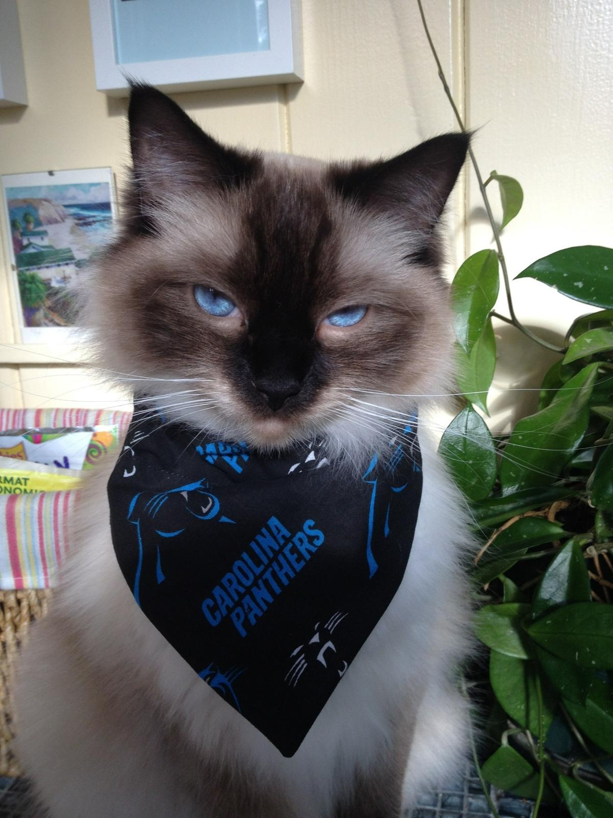 Molly was named a finalist in The Charlotte Observer’s “cutest cat in Charlotte” contest in fall 2024.