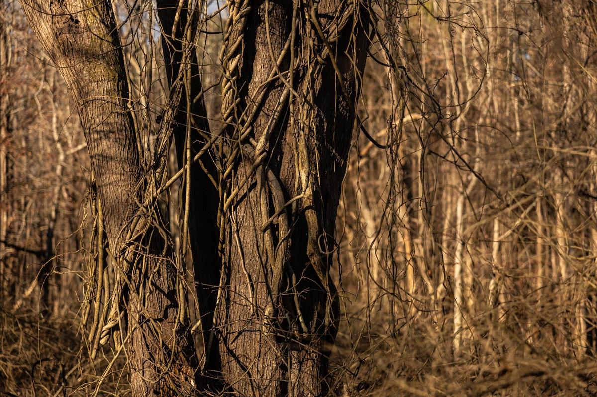 Dead vines of wisteria engulf a tree in Mountain Creek Park in Sherrills Ford, N.C., on Wednesday, December 4, 2024.