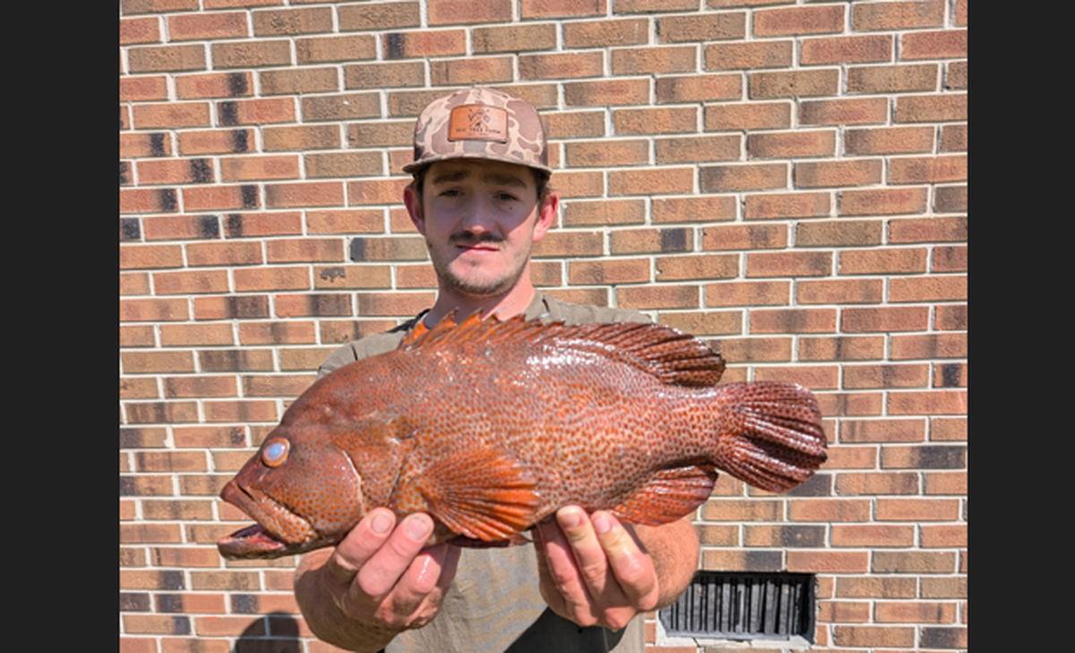 Wyatt Rabon caught the orange spotted grouper on May 16, about 45 miles off Southport, North Carolina, state officials said. The Graysby grouper is a shallow water species managed by the South Atlantic Fisheries Management Council.