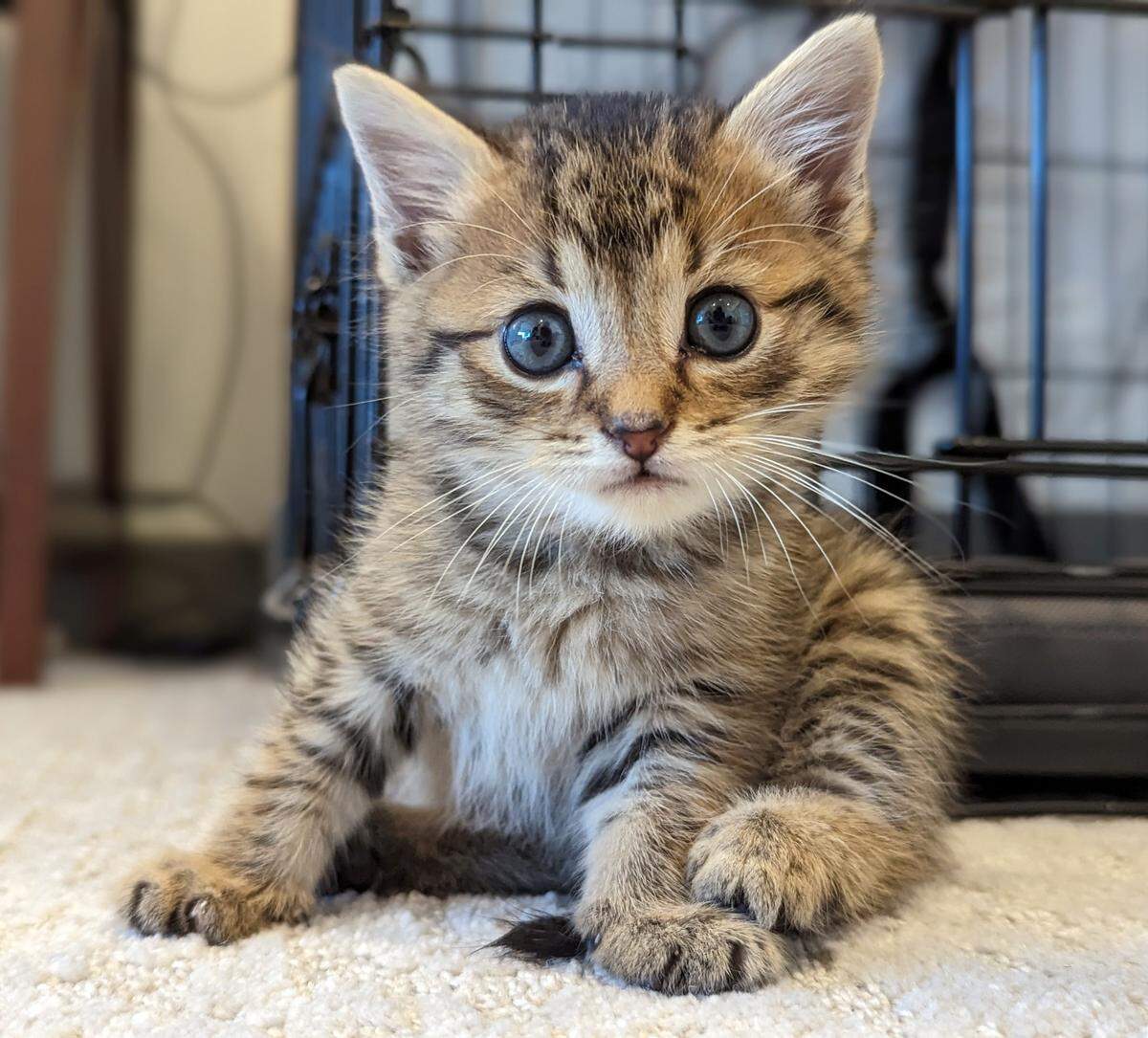 Brooks was named a finalist in The Charlotte Observer’s “cutest cat in Charlotte” contest in fall 2024.
