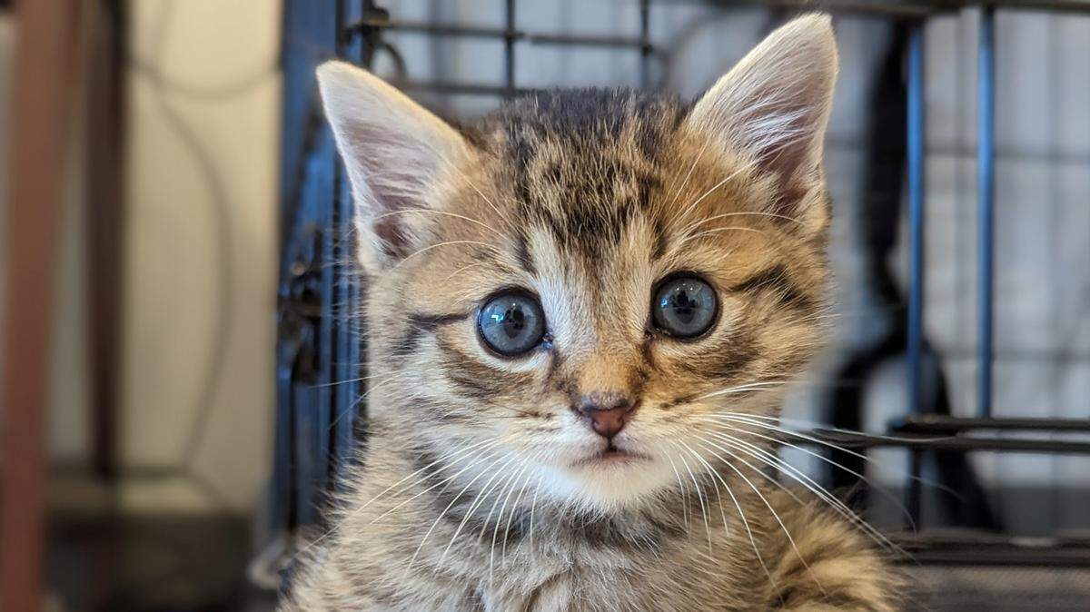 Brooks was named a finalist in The Charlotte Observer’s “cutest cat in Charlotte” contest in fall 2024.