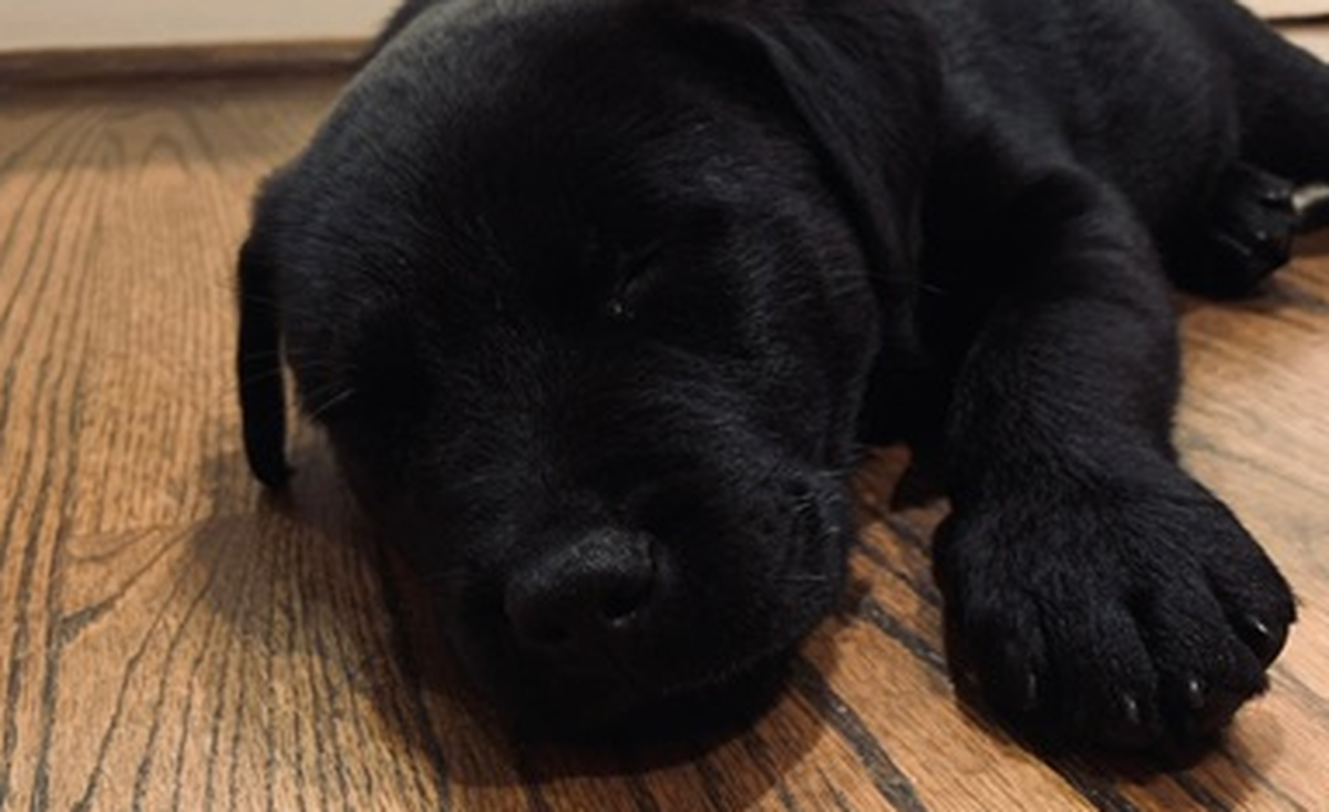 Foster puppy Luna, taking a nap.