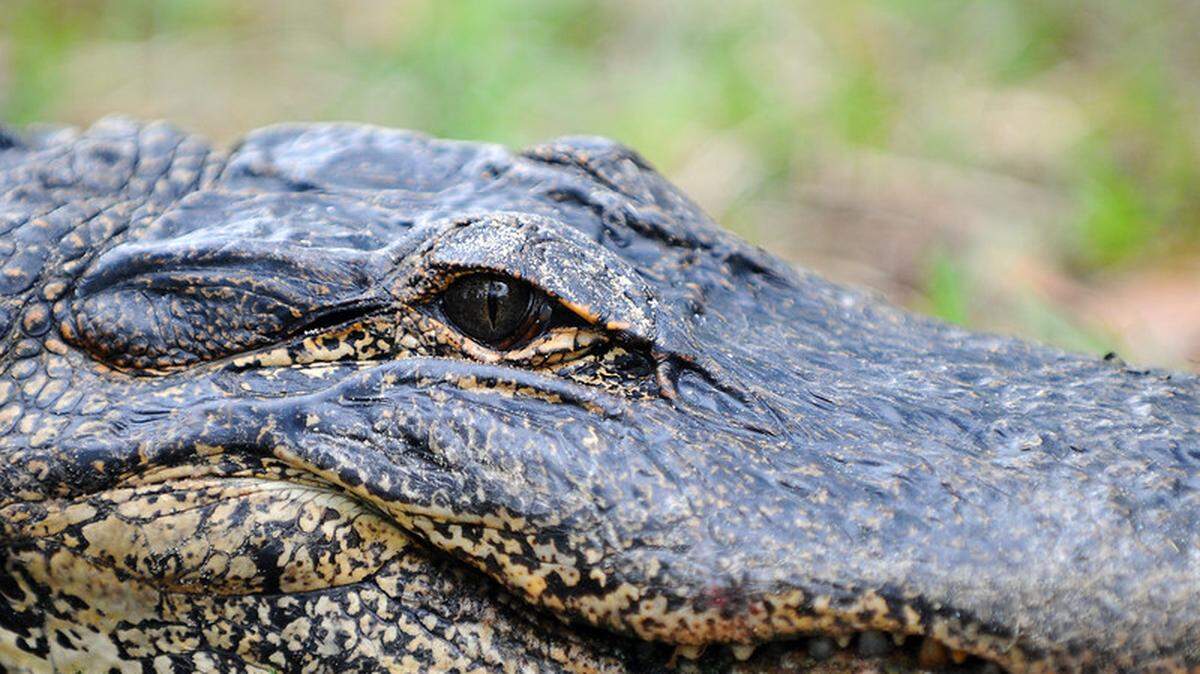 Is flooding from Debby in SC raising the chances of alligator & snake attacks? Here’s what to know
