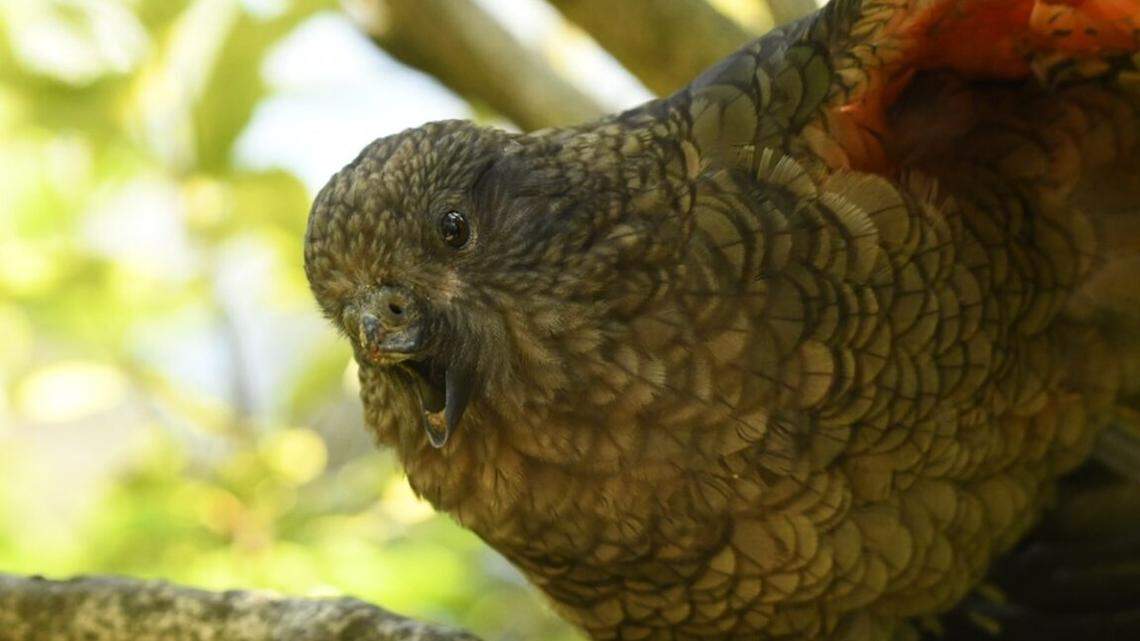 Disabled Kea Parrot Achieved Alpha Status Through Innovation