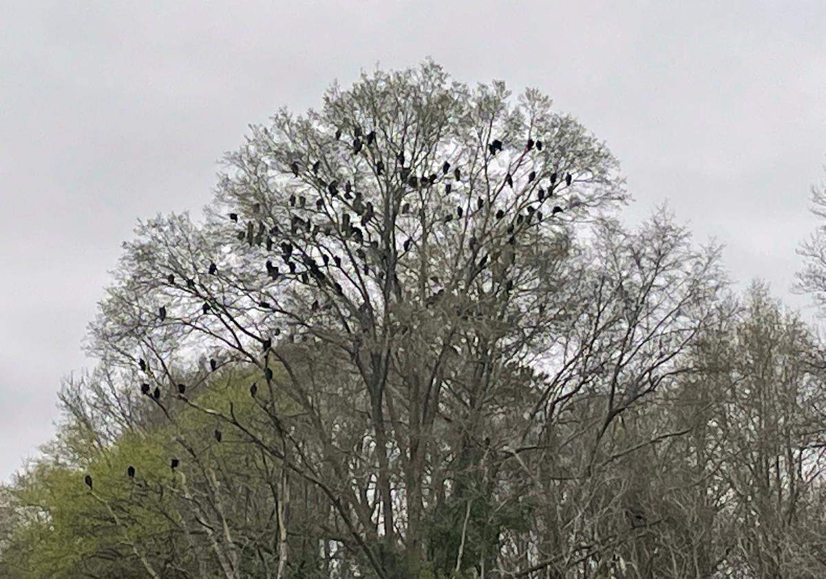 Dozens of turkey vultures perch on a tree near chicken farms in southern Anson County.