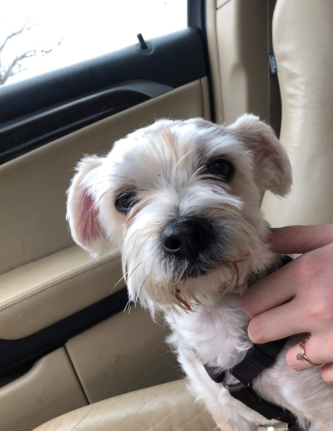 Joette’s pet “morkie,” Boogie