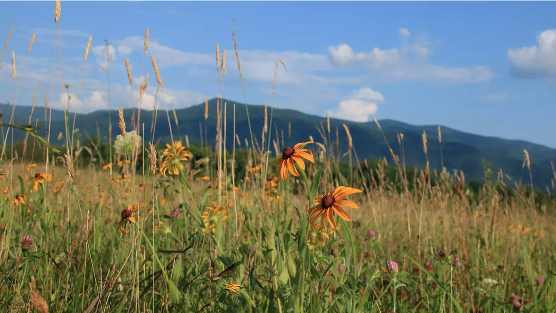 An invasive East Asia spider has been found in the Cades Cove area of Great Smoky Mountains National Park, according to the National Park Service.