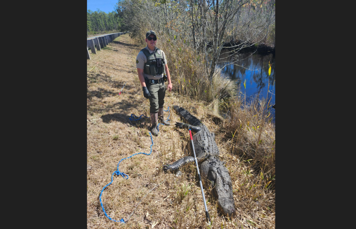 A necropsy conducted by a state wildlife biologists revealed the alligator was nearly 50 years old, the commission reported in a June 9 news release.