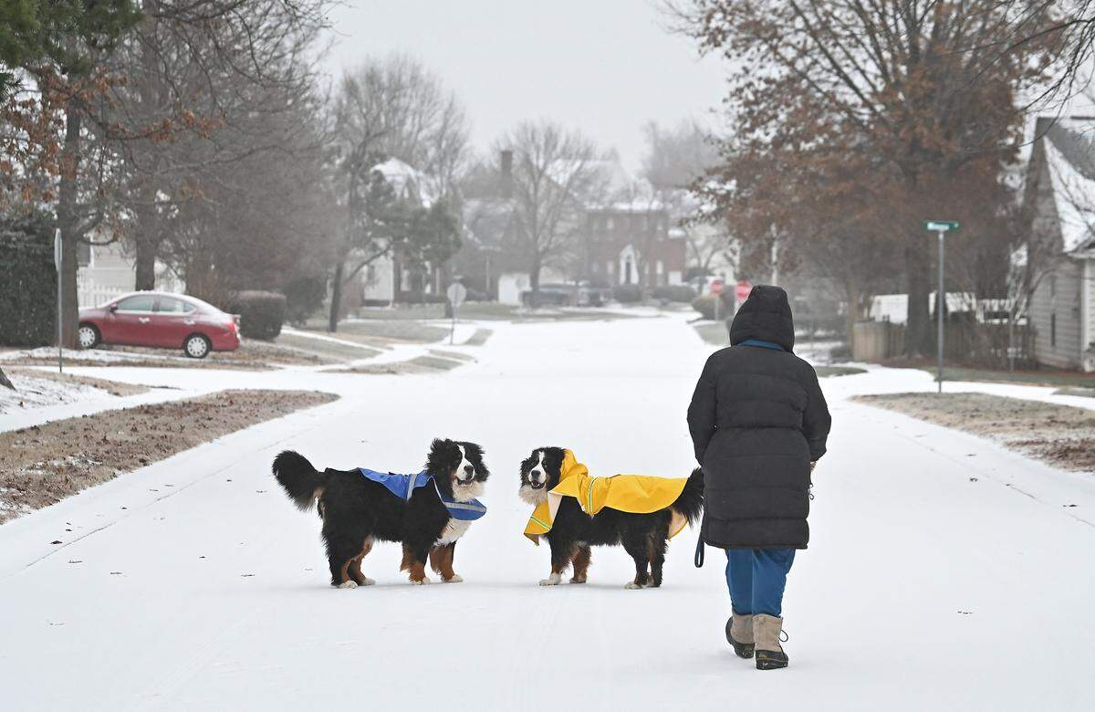 Bernese Mountain dogs Wallace, left and Hanks, right, turn to watch their owner Colleen Tunis catch up with them as they enjoy an early morning walk along a snow covered street in Lake Park Village in Indian Trail, NC on Sunday, January 25, 2026. The Charlotte area received a wintry mix of ice, freezing rain and light snow.