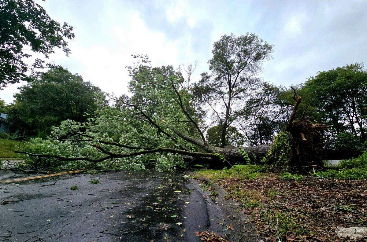 A downed tree is seen on Anderson Street in Charlotte, N.C., Friday morning, Sept. 27, 2024 as Hurricane Helene moved across N.C.