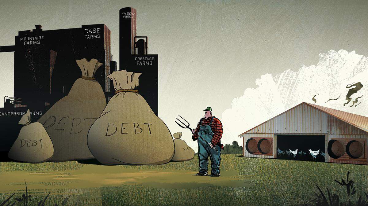 A rigged game? Poultry farmers complain of big debt, unreliable income