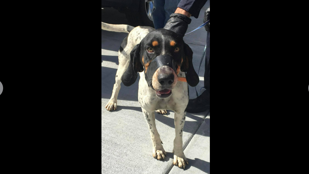 A dog who was “left for dead” with his mouth taped shut has been reunited with his owner, North Carolina police said. HENDERSON COUNTY SHERIFF’S OFFICE FACEBOOK SCREENGRAB