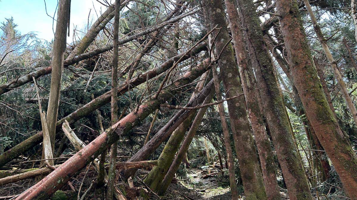 Trees around Roan Mountain, including sections of the Appalachian Trail in North Carolina and Tennessee, were heavily damaged by Helene. The U.S. Forest Service is teaming up with the NC Wildlife Resources Commission for a 10-year recovery plan.  This photo was taken in April 2025.