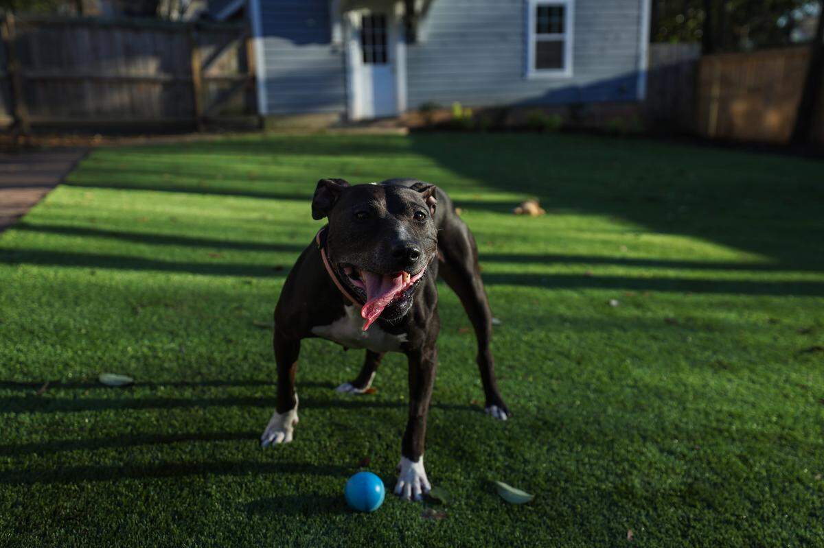 Says Amanda Levine: “I went to Animal Care & Control and I asked them, ‘Which dog has been here the longest?’ They said, ‘Artemis.’ ... I originally was just planning on fostering her. But then we definitely formed a really special bond.”