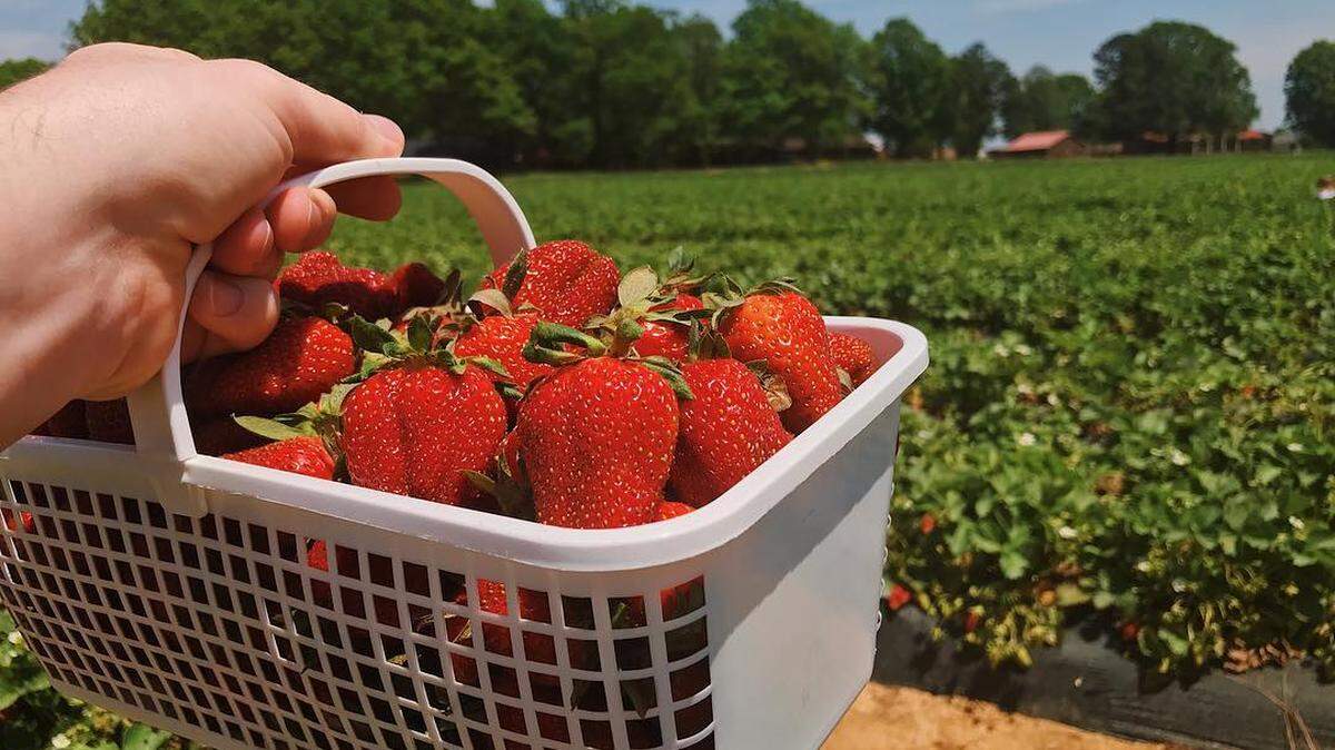 At Carrigan Farms in Mooresville, strawberry picking season begins in April.
